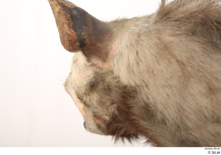 Striped Hyena Hyaena hyaena ear head neck 0002.jpg